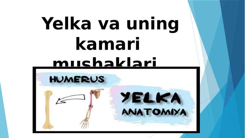 Yelka va uning kamari mushaklari.