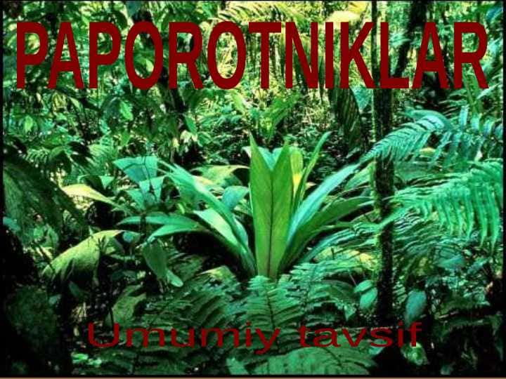 PAPOROTNIKLAR bo`limi pptx