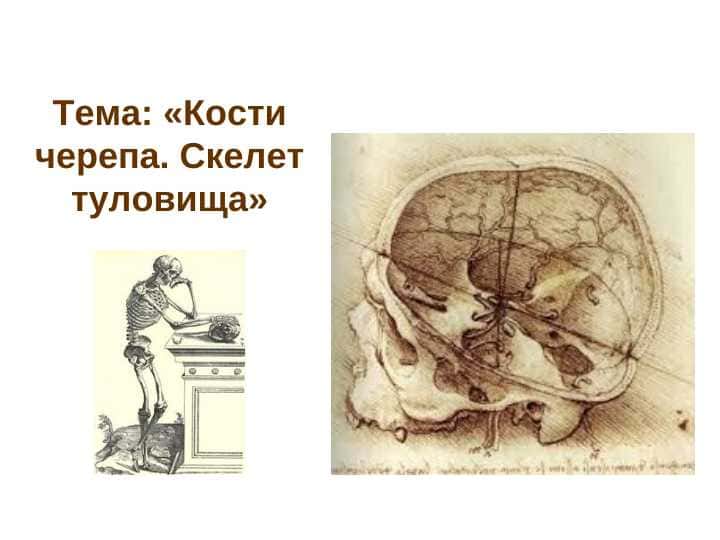 Кости черепа. Скелет туловища