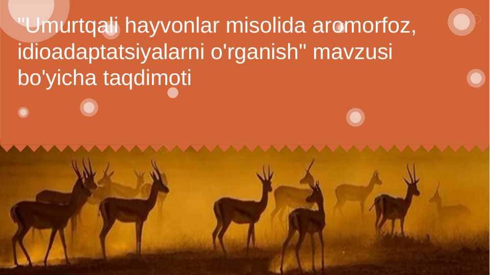 Umurtqali hayvonlar misolida aromorfoz, idioadaptatsiyalarni o'rganish