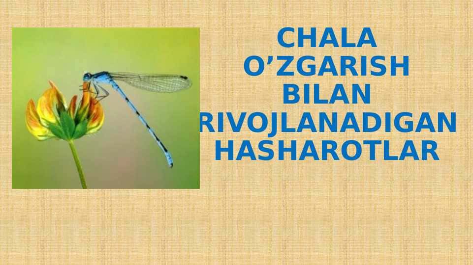 CHALA O’ZGARISH BILAN RIVOJLANADIGAN HASHAROTLAR