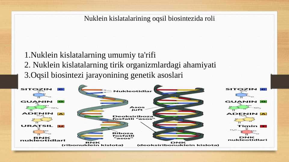 Nuklein kislatalarining oqsil biosintezida roli