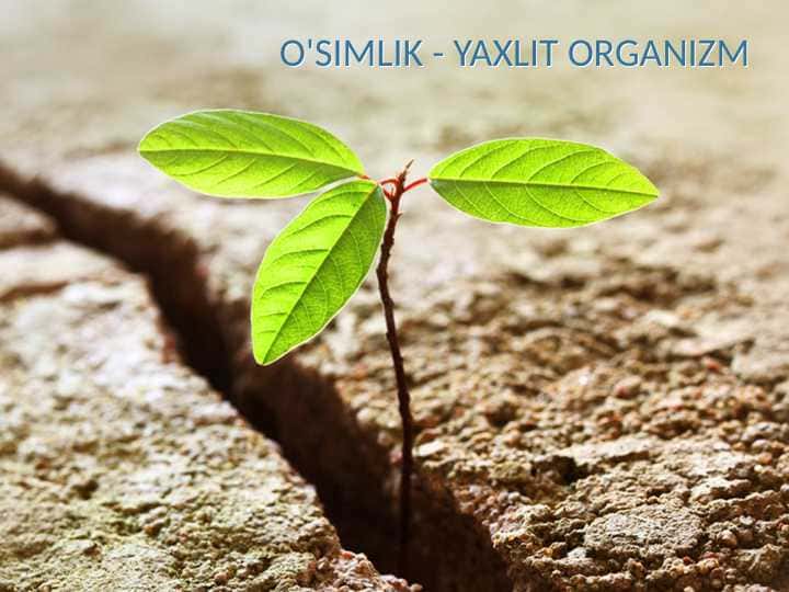 O'SIMLIK - YAXLIT ORGANIZM