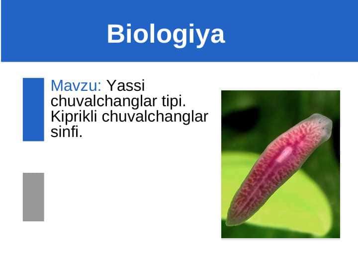 Yassi chuvalchanglar tipi. Kiprikli chuvalchanglar sinfi.