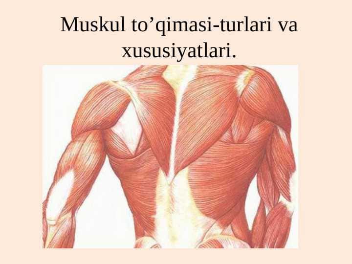 Muskul to’qimasi turlari va xususiyatlari.