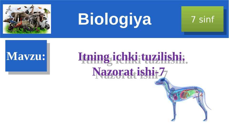 Itning ichki tuzilishi