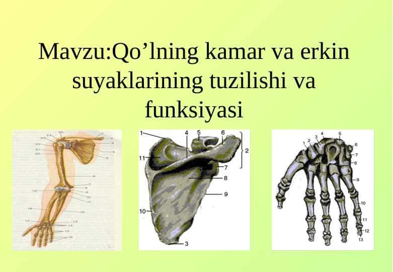 Qo‘lning kamar va erkin suyaklarining tuzilishi va funksiyasi
