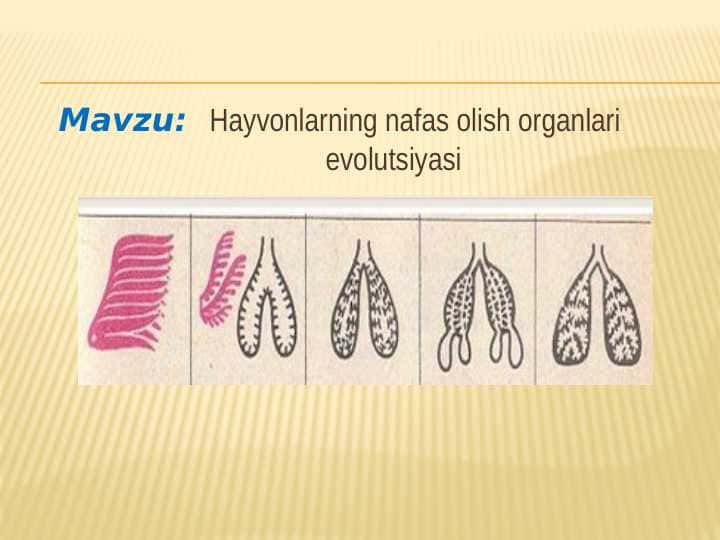 Hayvonlarning nafas olish organlari evolutsiyasi