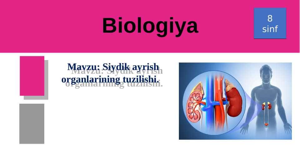 Siydik ayrish organlarining tuzilishi
