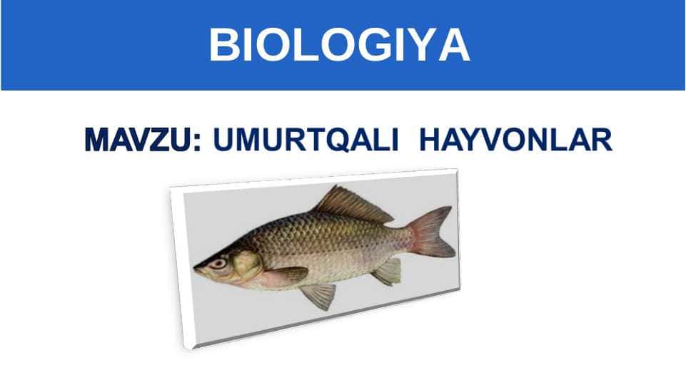 UMURTQALI HAYVONLAR