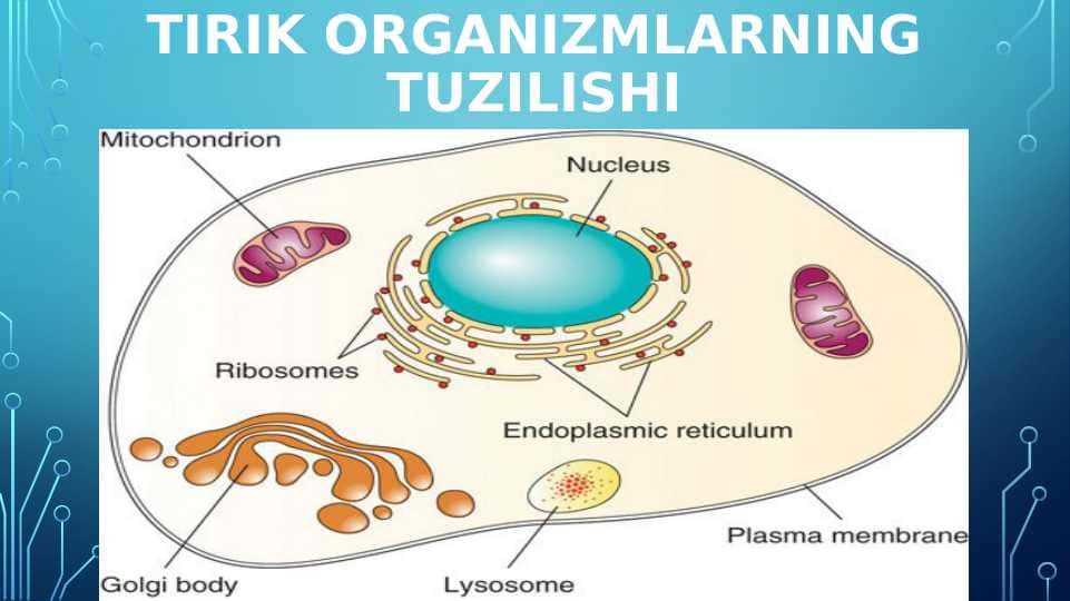 TIRIK ORGANIZMLARNING TUZILISHI