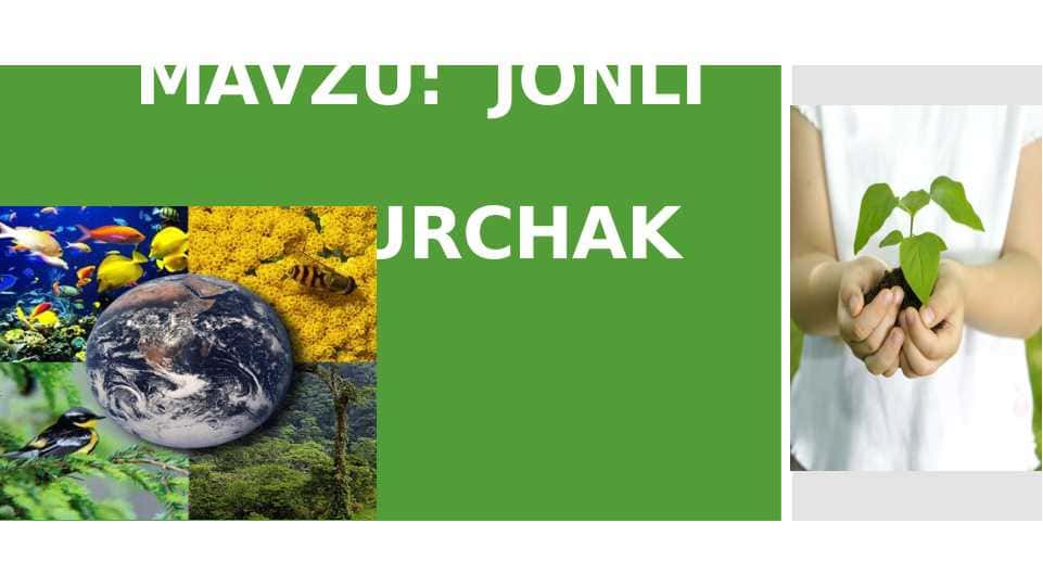 JONLI BURCHAK