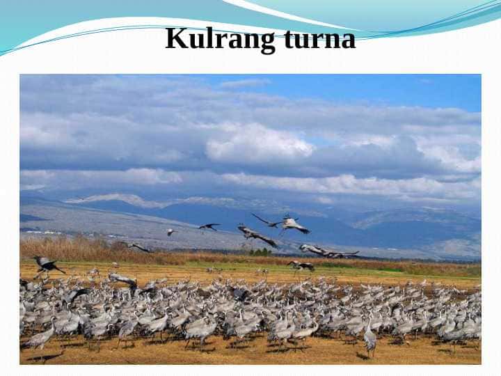 Kulrang turna