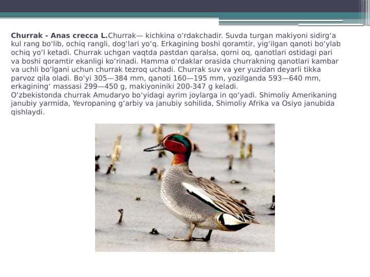 Churrak kosatka