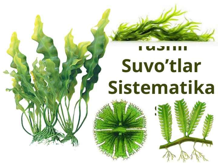 Yashil suvo'tlarining sistematikasi