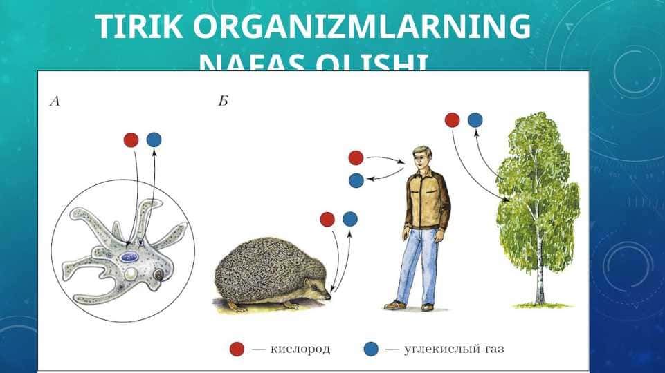 TIRIK ORGANIZMLARNING NAFAS OLISHI