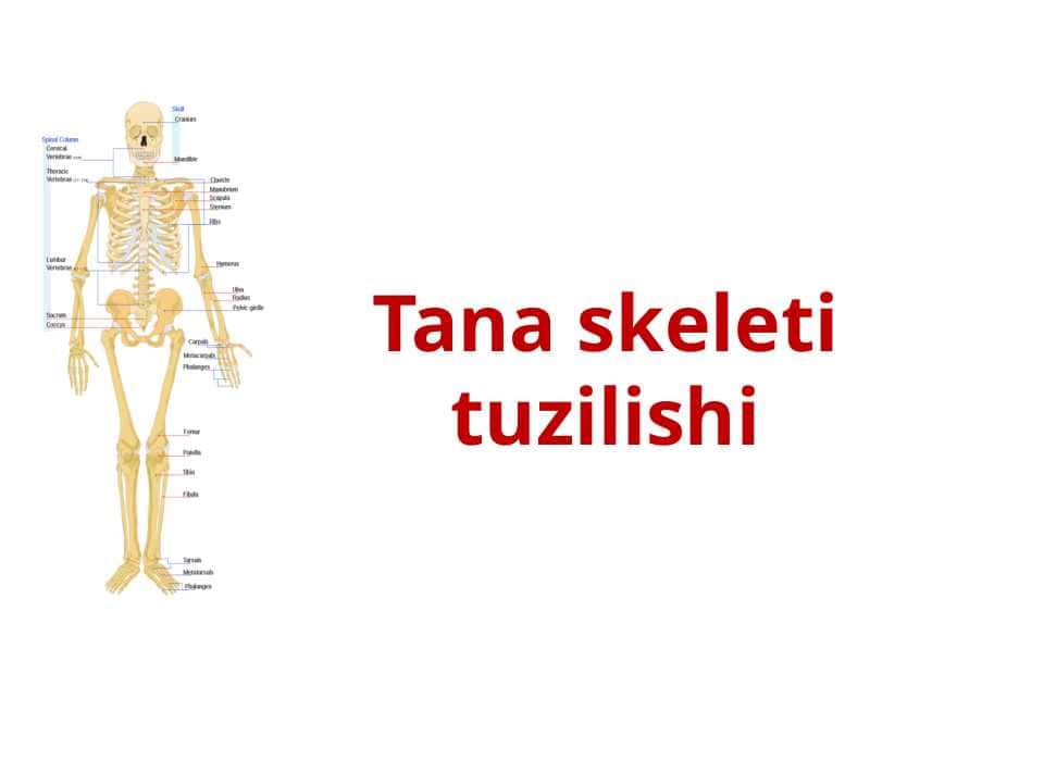Tana skeleti tuzilishi