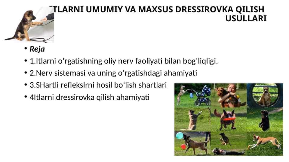 ITLARNI UMUMIY VA MAXSUS DRESSIROVKA QILISH USULLARI