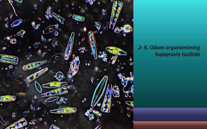 Odam organizmining hujayraviy tuzilishi