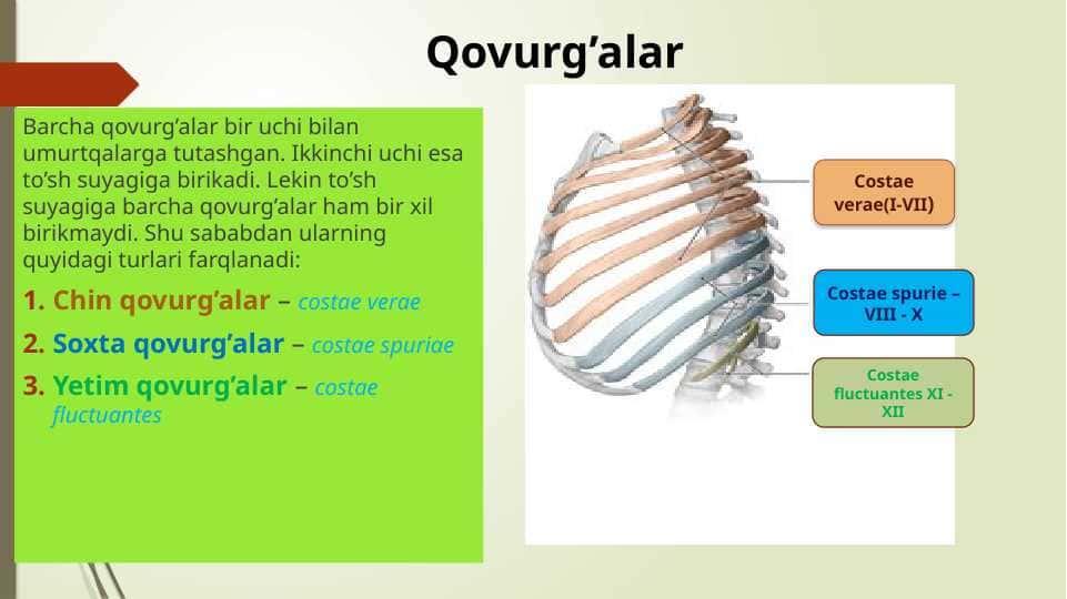Qovurg’alar