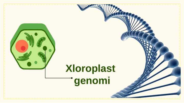 Xloroplast genomi
