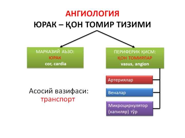 Юрак ва артериялар