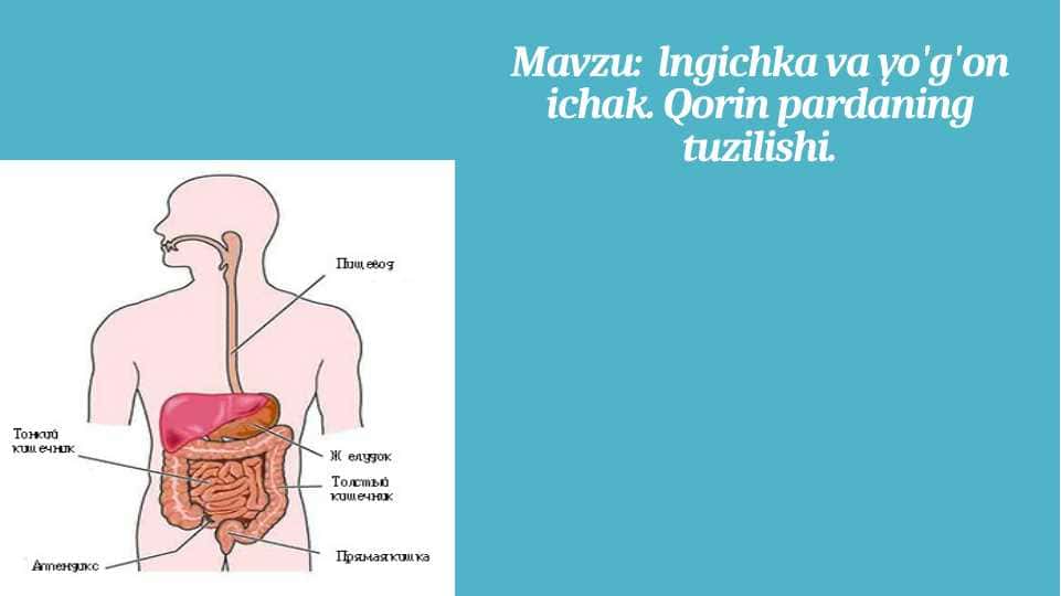lngichka va yo'g'on ichak. Qorin pardaning tuzilishi.