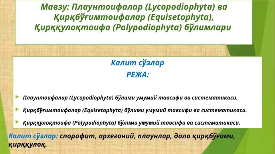 Плаунтоифалар (Lycopodiophyta) ва Қирқбўғимтоифалар (Equisetophyta), Қирққулоқтоифа (Polypodiophyta) бўлимлари