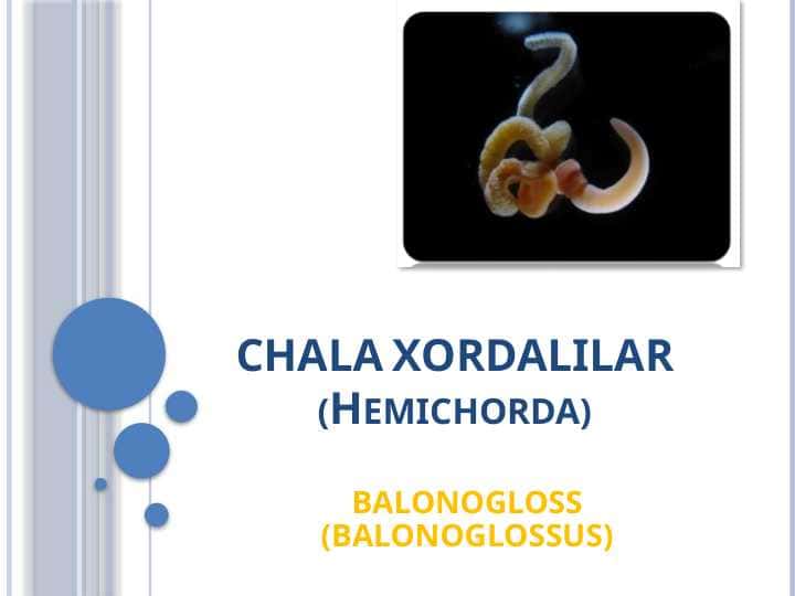 CHALA XORDALILAR (Hemichorda). Balanoglossus