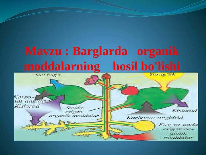 Barglarda organik moddalarning hosil bo'lishi