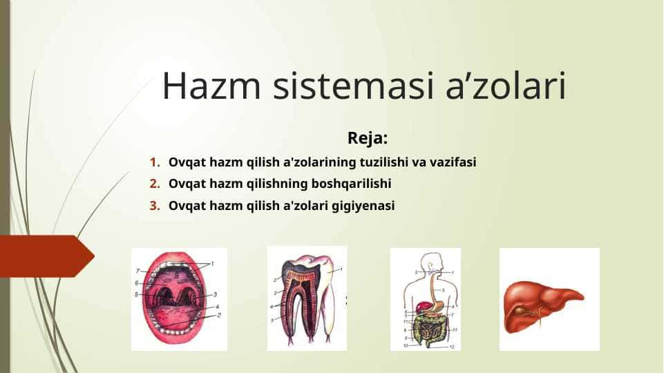 Hazm sistemasi a’zolari