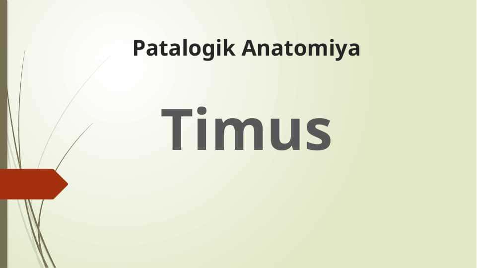 Timus