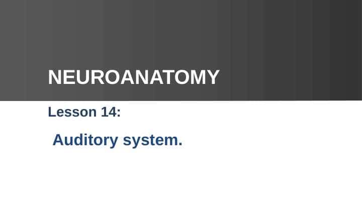 NEUROANATOMY - Auditory system