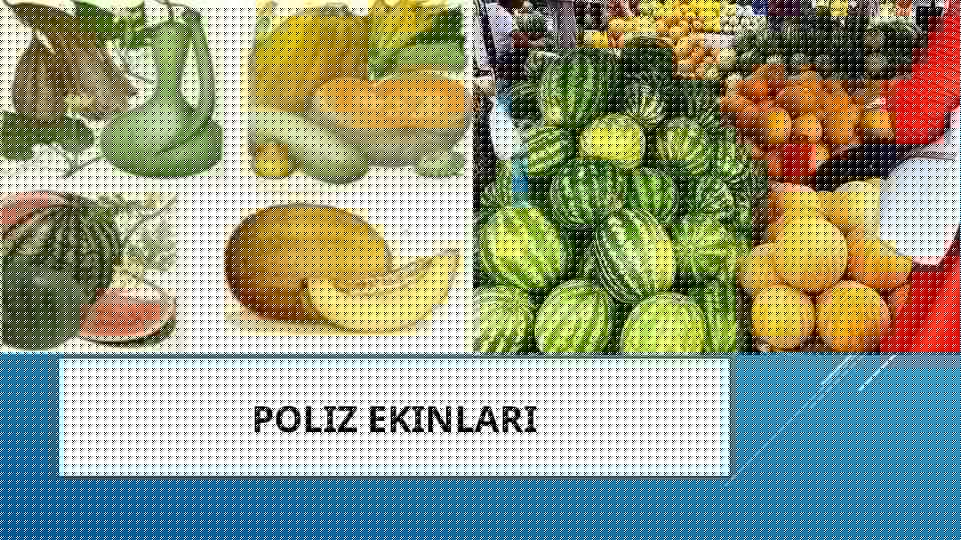 Poliz ekinlari