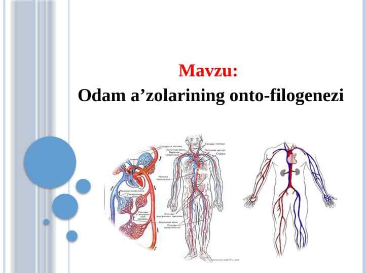 Odam a’zolarining onto-filogenezi