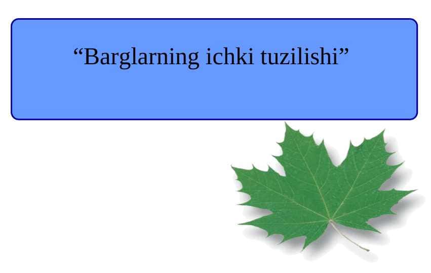 Barglarning ichki tuzilishi