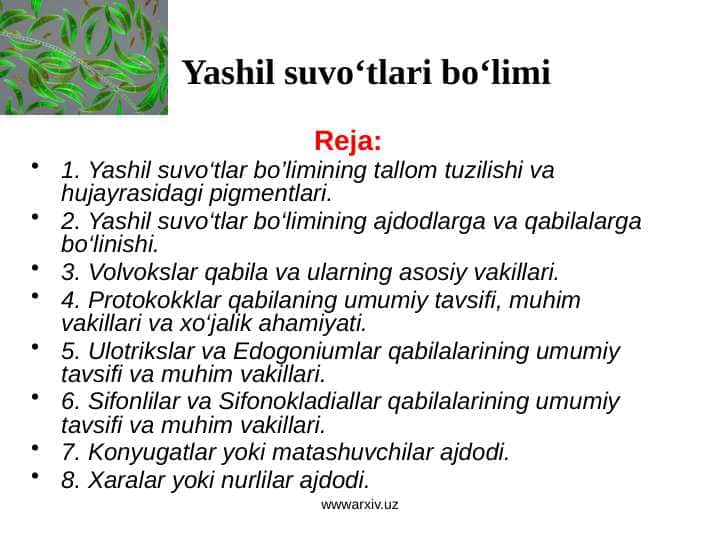 Yashil suvo‘tlari bo‘limi