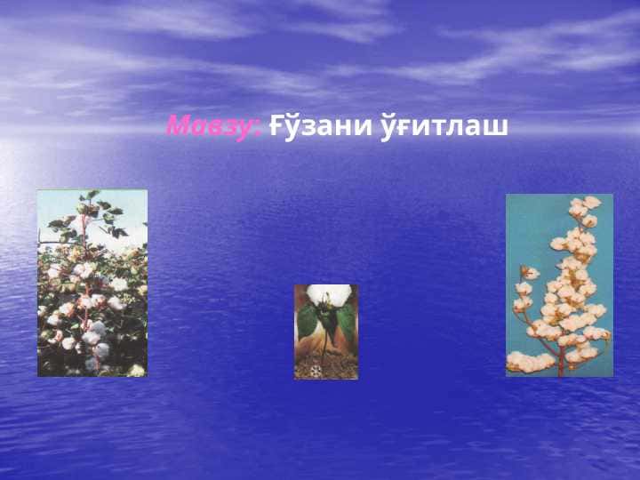Ғўзани ўғитлаш