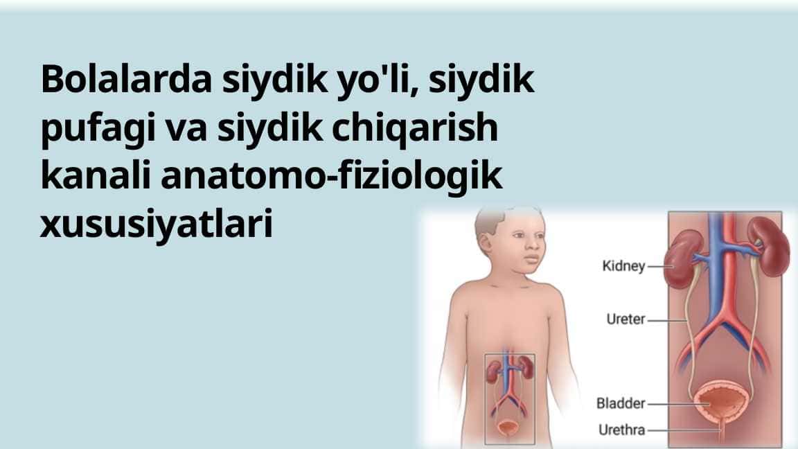Bolalarda siydik yo'li, siydik pufagi va siydik chiqarish kanali anatomo-fiziologik xususiyatlari