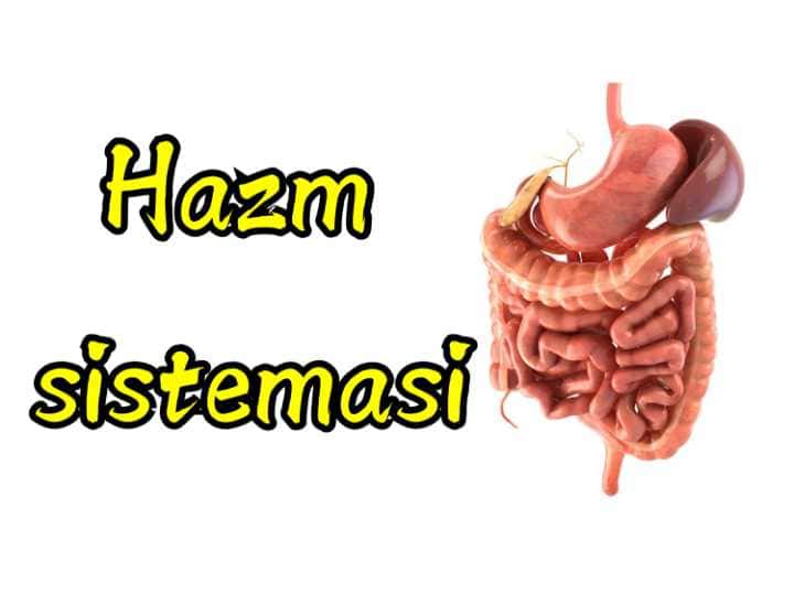 Hazim sistemasi fiziologiyasi pptx, Hazimga kirish pptx