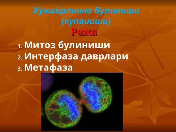 Хужайрлнинг булиниши (купаииши)