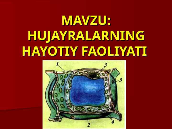 HUJAYRALARNING HAYOTIY FAOLIYATI