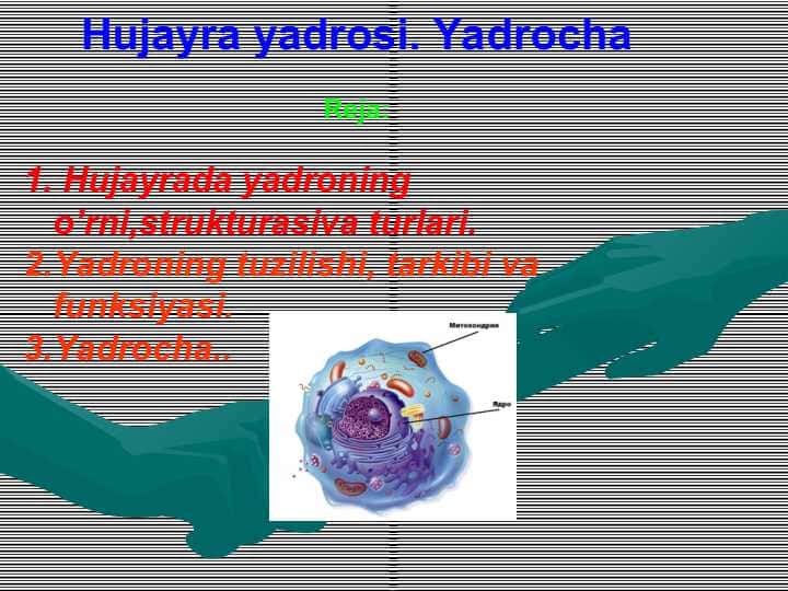 Hujayra yadrosi. YadrochaHujayra yadrosi. Yadrocha
