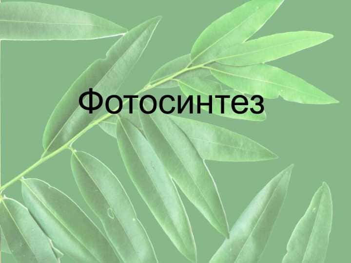 Фотосинтез