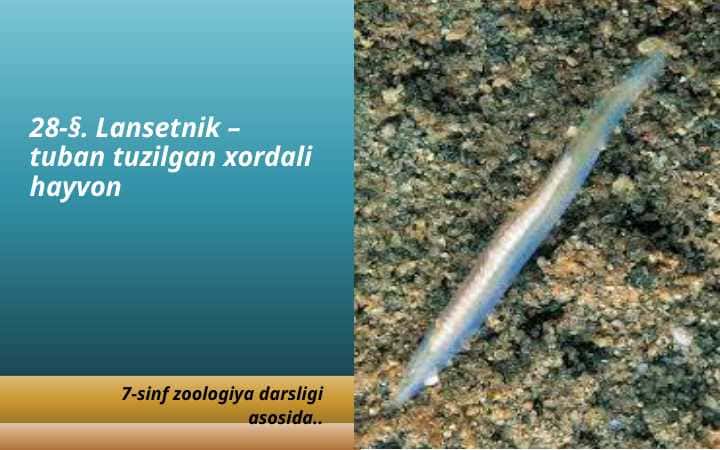 Lansetnik – tuban tuzilgan xordali hayvon