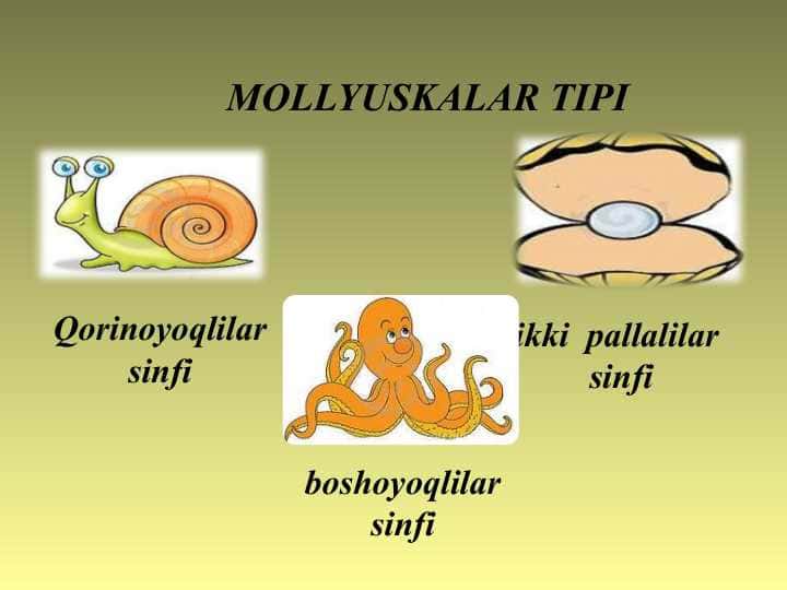 Ikki pallali va boshoyoqli molyuskalar sinflari