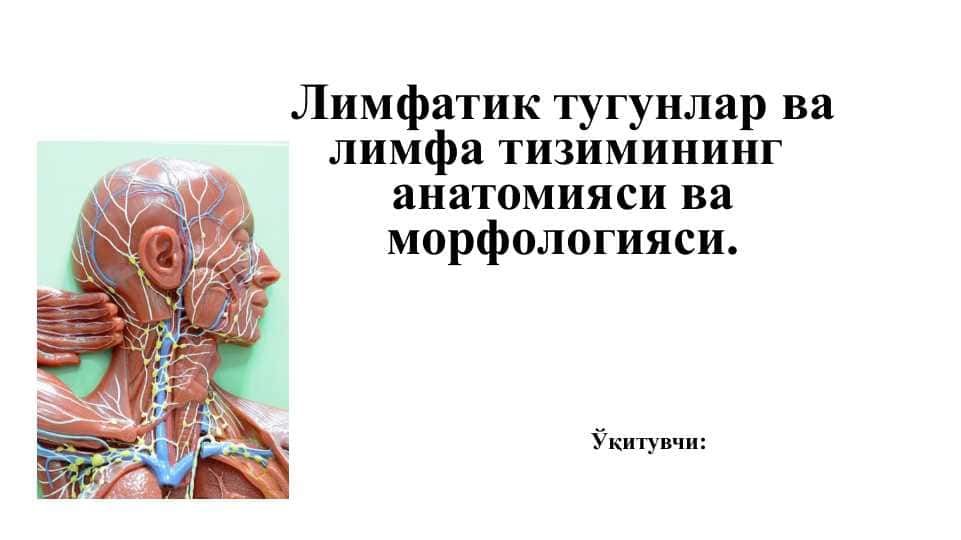 Лимфатик тугунлар ва лимфа тизимининг анатомияси ва морфологияси.