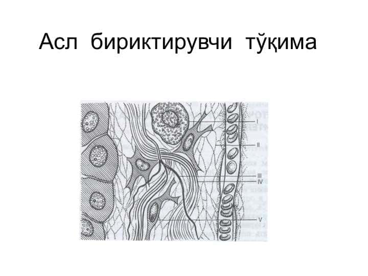 Асл бириктирувчи тўқима Asl biriktiruvchi toqima