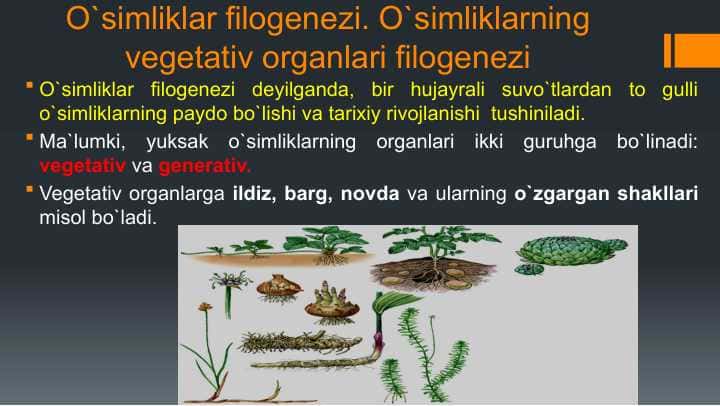 O`simliklar filogenezi. O`simliklarning vegetativ organlari filogenezi