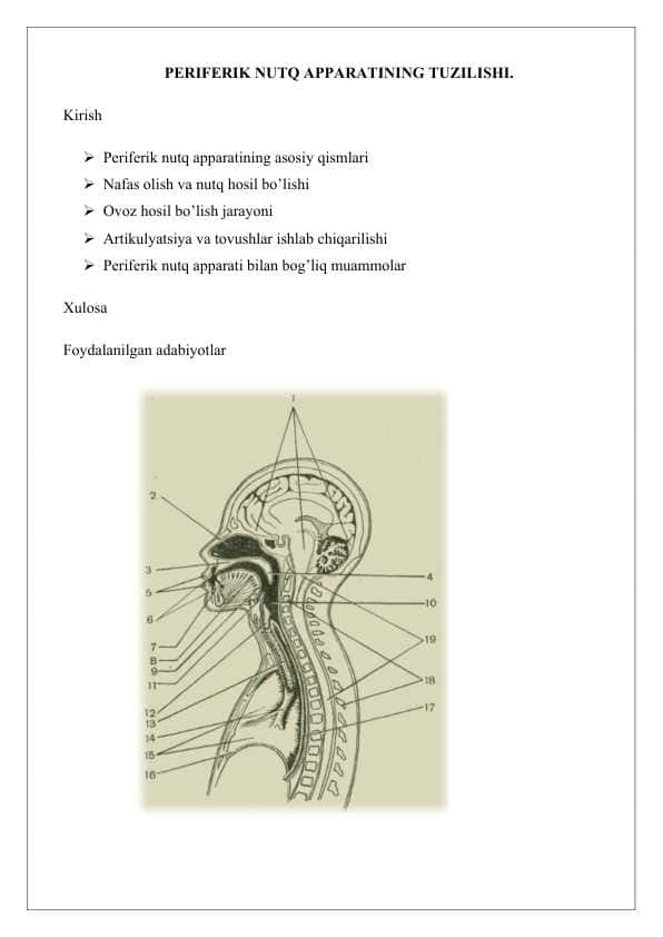 PERIFERIK NUTQ APPARATINING TUZILISHI. 25